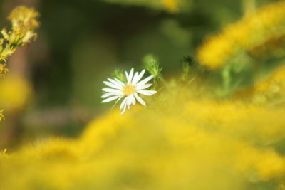 Close-up of yellow cosmos flower blooming outdoors