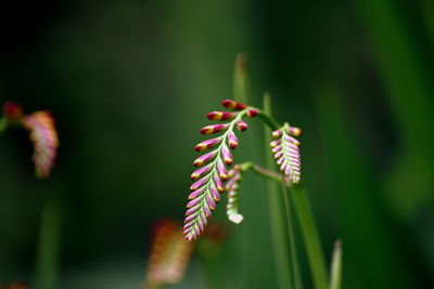 Close-up of red flower buds