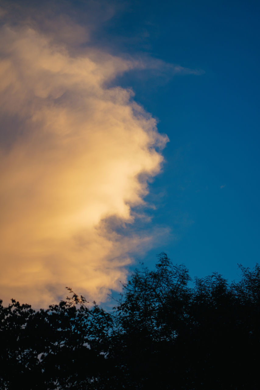 LOW ANGLE VIEW OF SILHOUETTE TREES AGAINST SKY DURING SUNSET