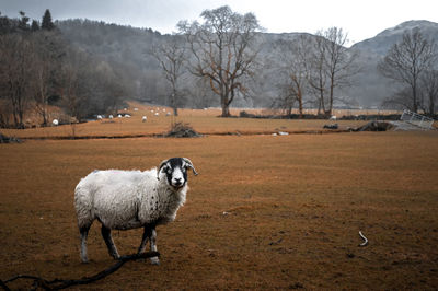 Portrait of sheep on land