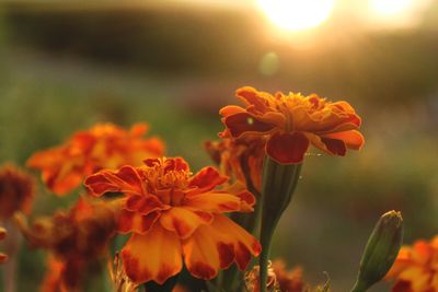 Close-up of orange flowering plant