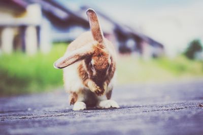 Close-up of rabbit on footpath