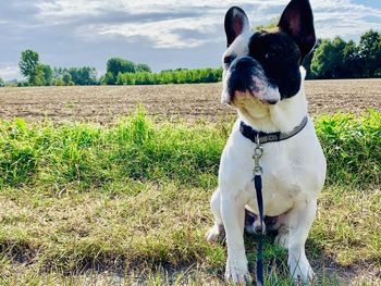 Dog looking away on field
