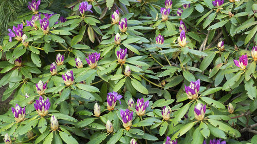 High angle view of purple flowering plants