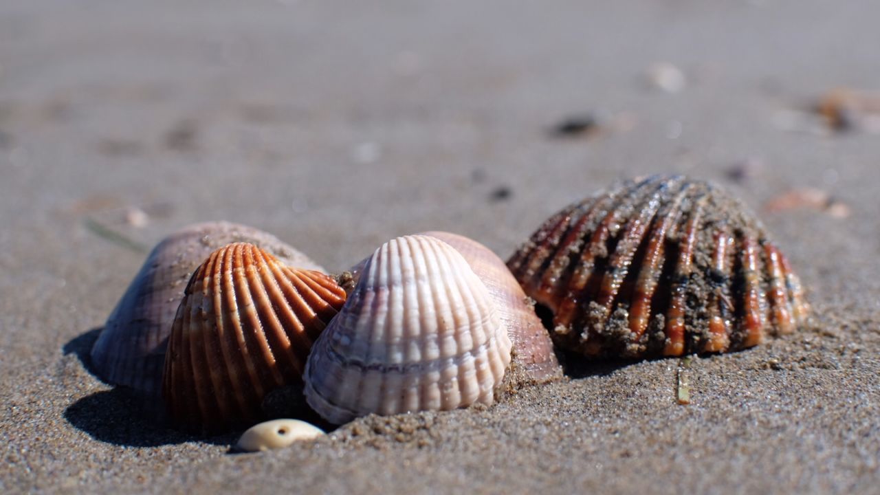 shell, animal wildlife, land, animal, animal shell, beach, sea, nature, sand, close-up, seashell, day, no people, selective focus, water, beauty in nature, animal themes, animals in the wild, sunlight, outdoors, marine, surface level