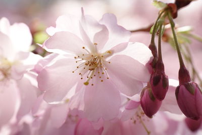 Close-up of pink cherry blossoms