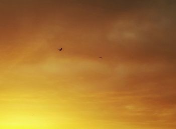 Low angle view of silhouette birds flying against sky