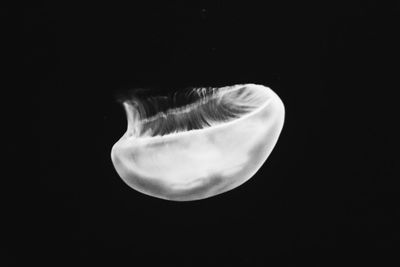 Close-up of jellyfish against black background