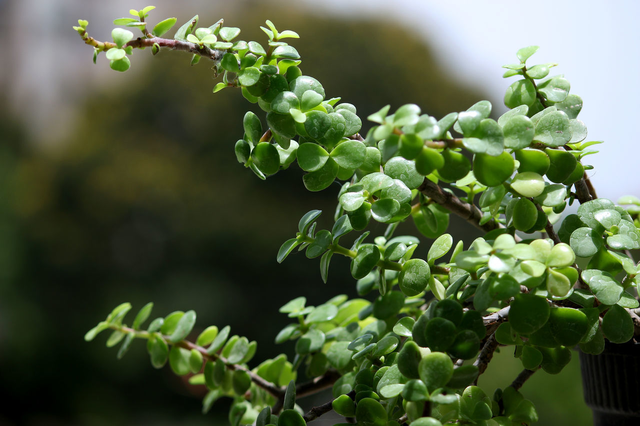 CLOSE-UP OF FLOWERING PLANTS