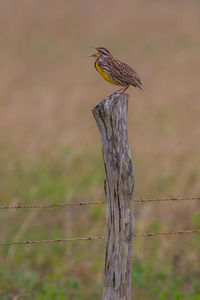 Bird perching on wooden post