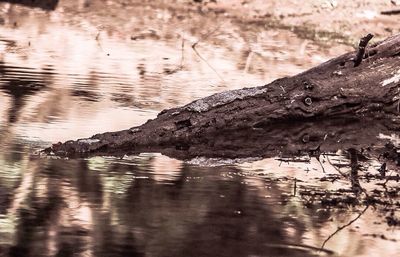 Reflection of trees in water