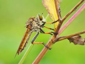 Close-up of insect on plant