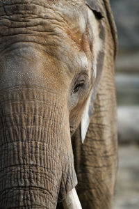 Close-up of elephant