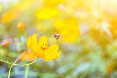 Close-up of insect on yellow flower