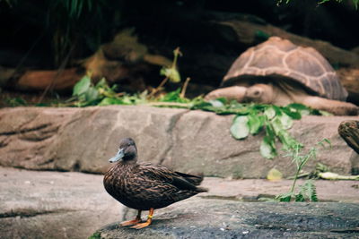 Close-up of bird perching on a land