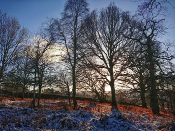 Bare trees in forest during winter