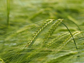 Close-up of wheat growing on field