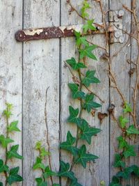 Ivy growing on wooden door