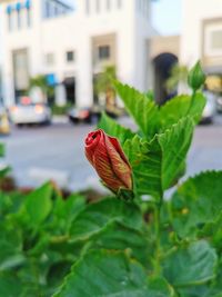 Close-up of red leaves on plant in city