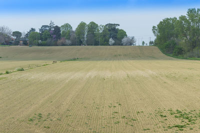 Scenic view of field against clear sky