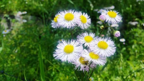 Close-up of fresh yellow flowers blooming outdoors