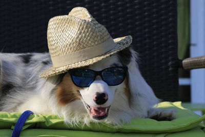 Portrait of dog wearing sunglasses