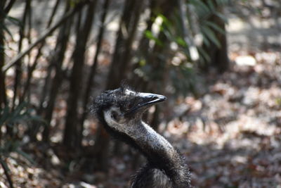 Close-up of bird