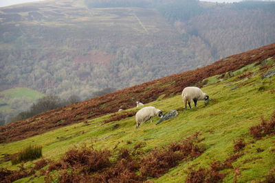 Sheep grazing in a field