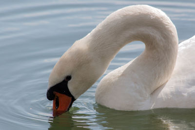 A close portrait of a swan in a orestiada lake