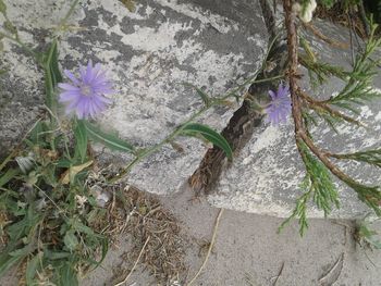 High angle view of purple flowering plant