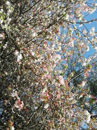 Low angle view of tree against sky