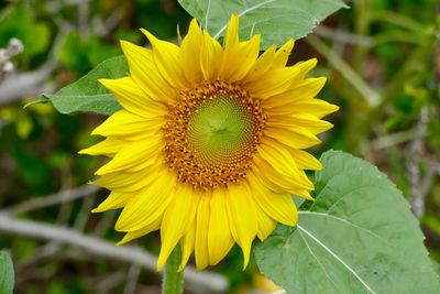 Close-up of yellow flower blooming outdoors