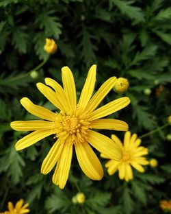 Close-up of yellow flowering plant