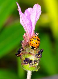 Close-up of ladybug on flower