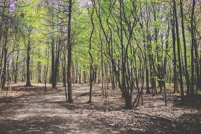 Trees in forest