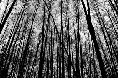 Low angle view of trees in forest