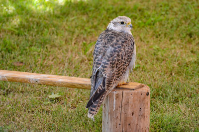 Bird perching on wooden post in field