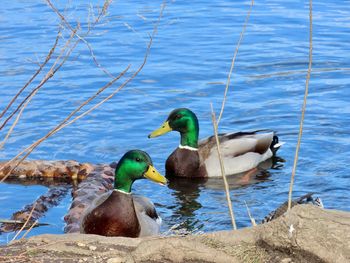 Mallards  swimming in lake