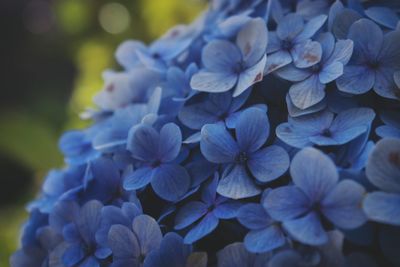 Close-up of blue hydrangea flowers