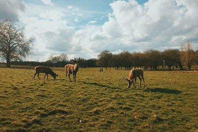 Deer grazing on grassy field against sky