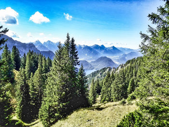 Pine trees on mountains against sky