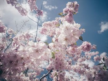 Low angle view of pink flowers blooming on tree