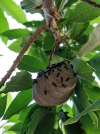 Low angle view of banana on tree