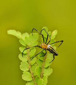 Close-up of insect on leaf