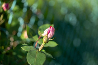 Close-up of pink flowering plant