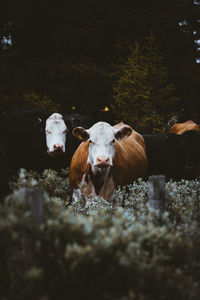 Cows in the nature