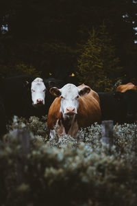 Cows in a field