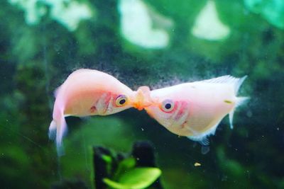 Close-up of fish swimming in water