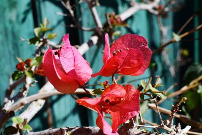 Close-up of red flowering plant