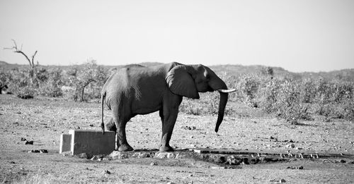 Side view of elephant standing on field against sky